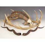 TAXIDERMY: A pair of skull mounted antelope horns, probably late 19th or early 20th century, 54cm