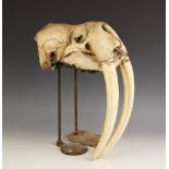 TAXIDERMY: A walrus skull, (Obobenus rosmarus), unmounted,