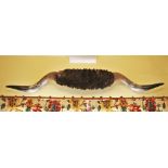 * A pair of wall mounted bison horns, 175cm wide