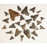 Natural History Interest: A fossilised Megalodon tooth (Carcharocles Megalodon), 10cm long, with a