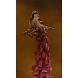 Wayne Westwood (contemporary British), A sparrow atop a foxglove, Oil on board, Initialled lower