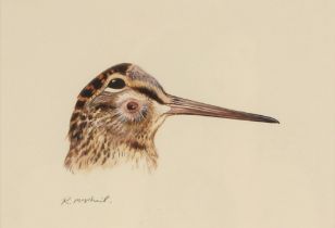 Rodger McPhail (British, b.1953), A study of a woodcock's head, Watercolour and gouache on paper,