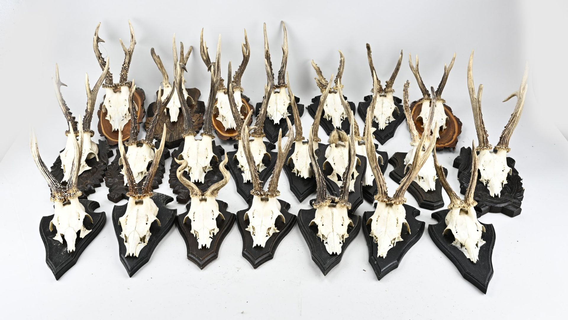 Lot roebuck antlers (24 pcs.)