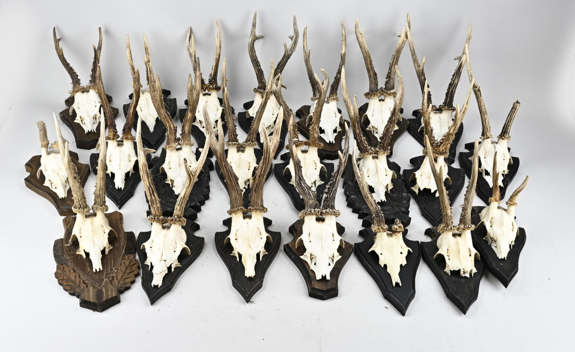 Lot roebuck antlers (24 pcs.)