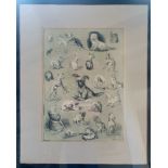 Louis Wain Vintage Lithographic Print of Dogs