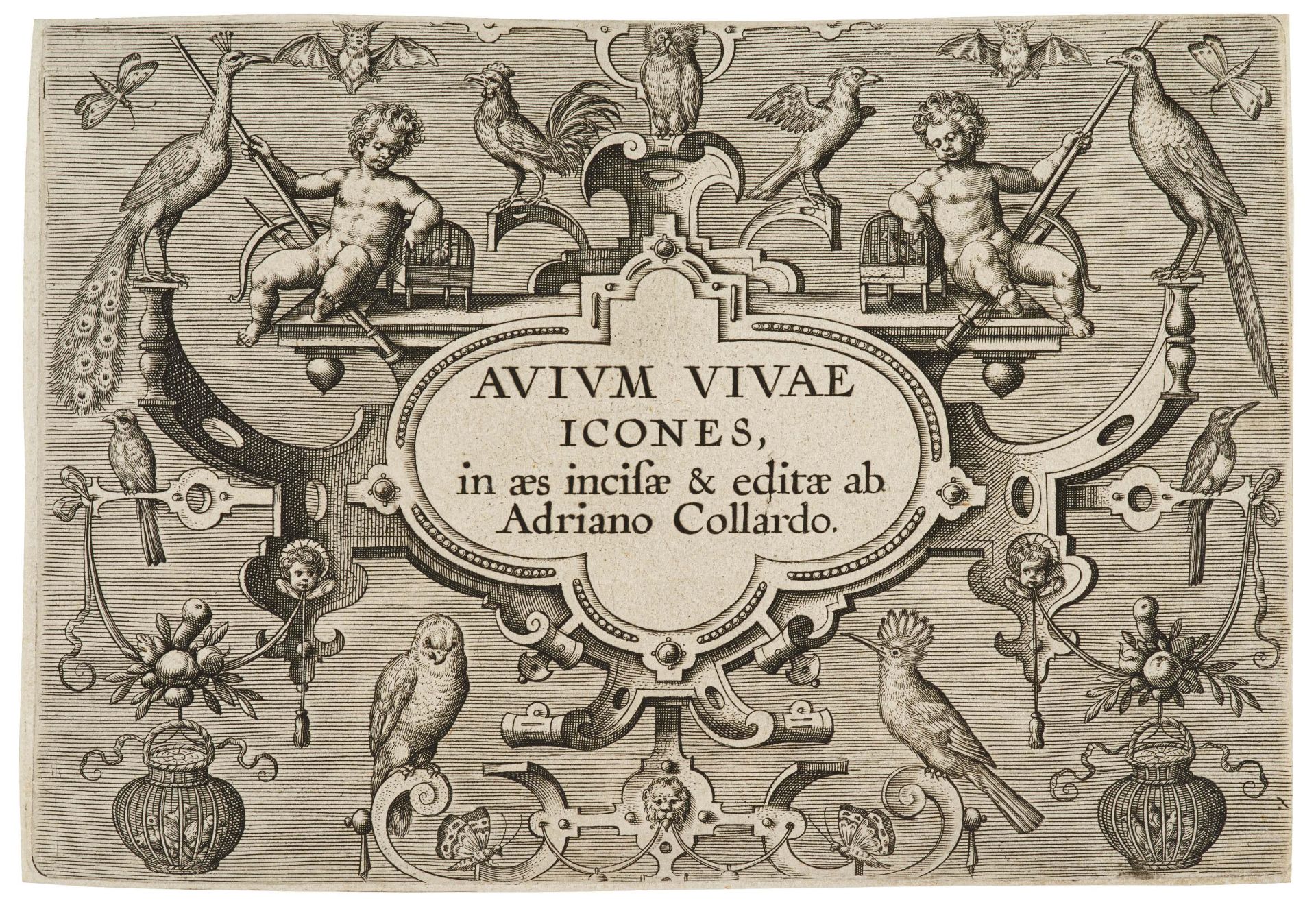 Adriaen Collaert: Avium Vivae Icones in aes (Hollstein 616-647)