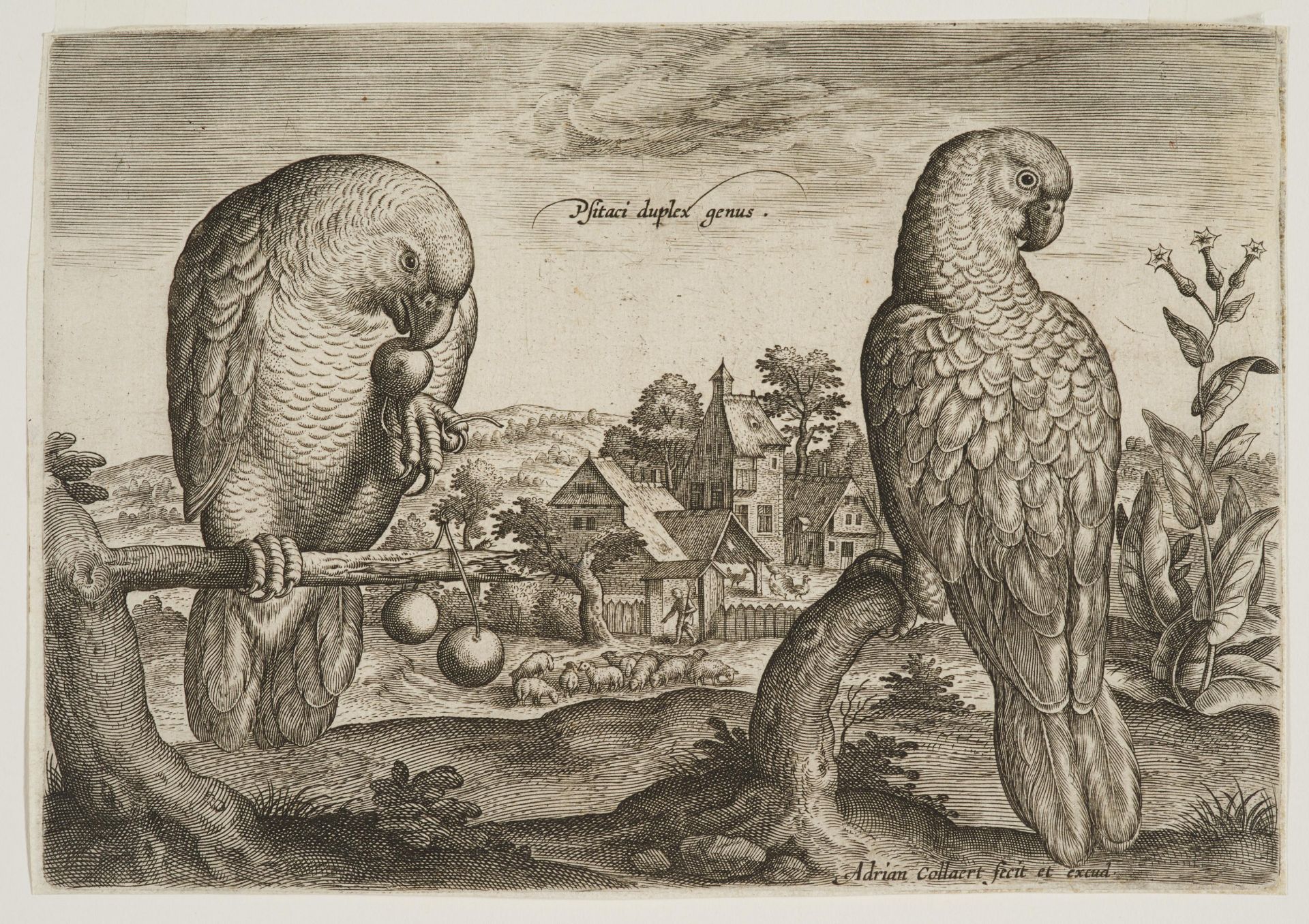 Adriaen Collaert: Avium Vivae Icones in aes (Hollstein 616-647) - Image 4 of 6