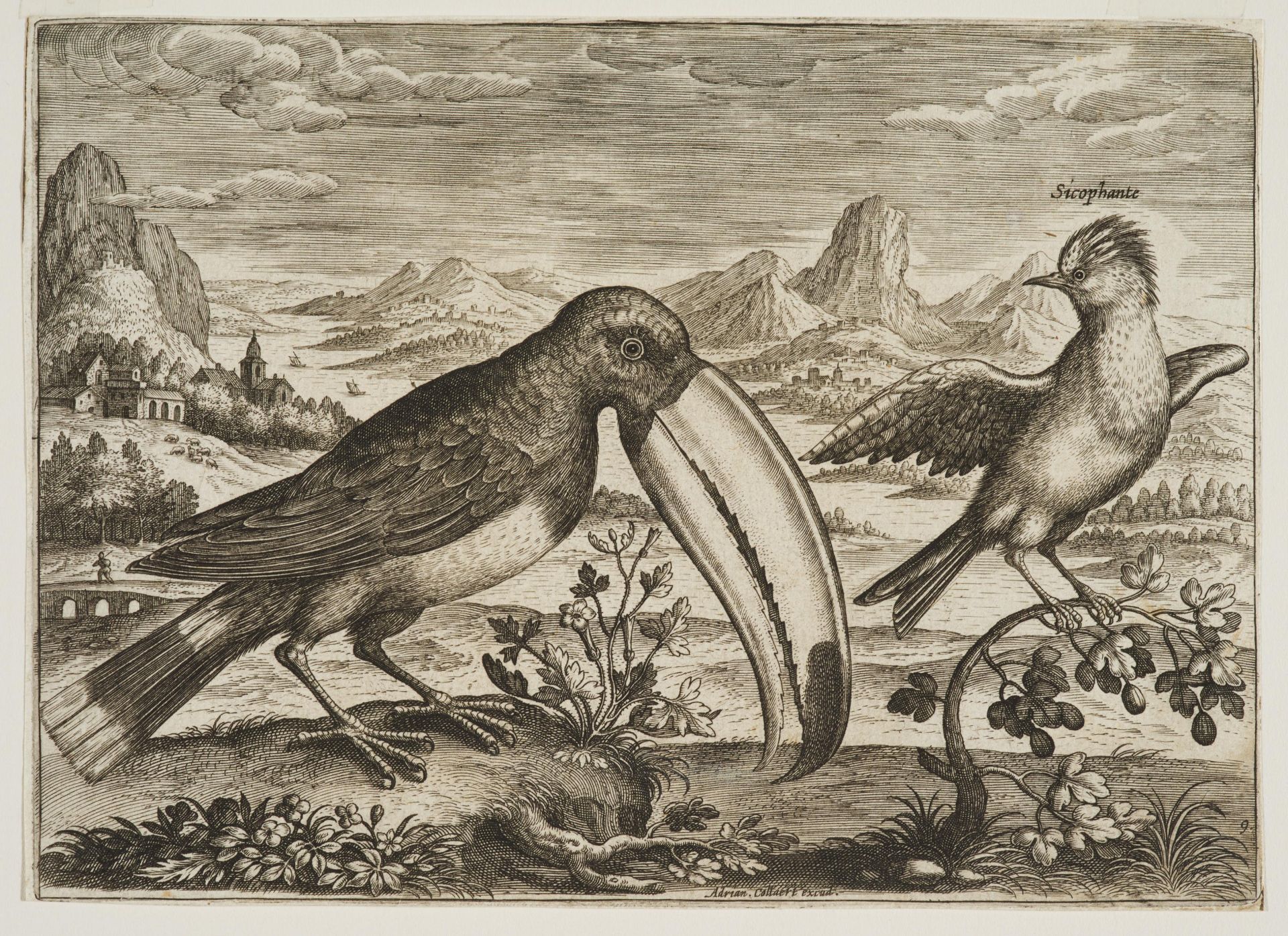 Adriaen Collaert: Avium Vivae Icones in aes (Hollstein 616-647) - Image 2 of 6