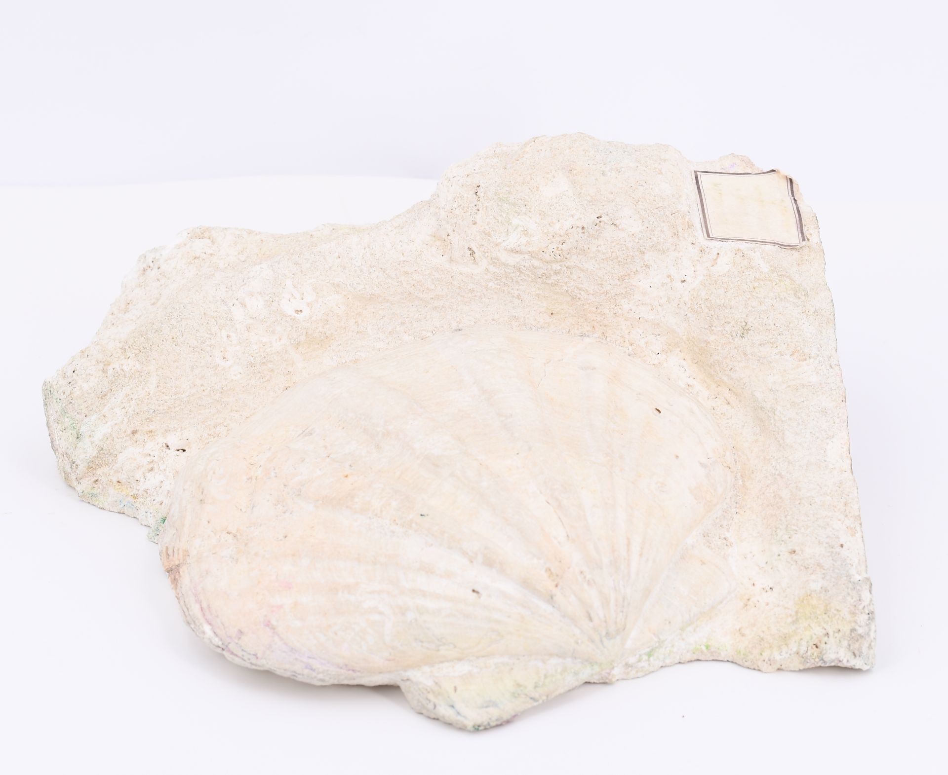 Group of Various Minerals and 3 Fossilizations - Image 18 of 26