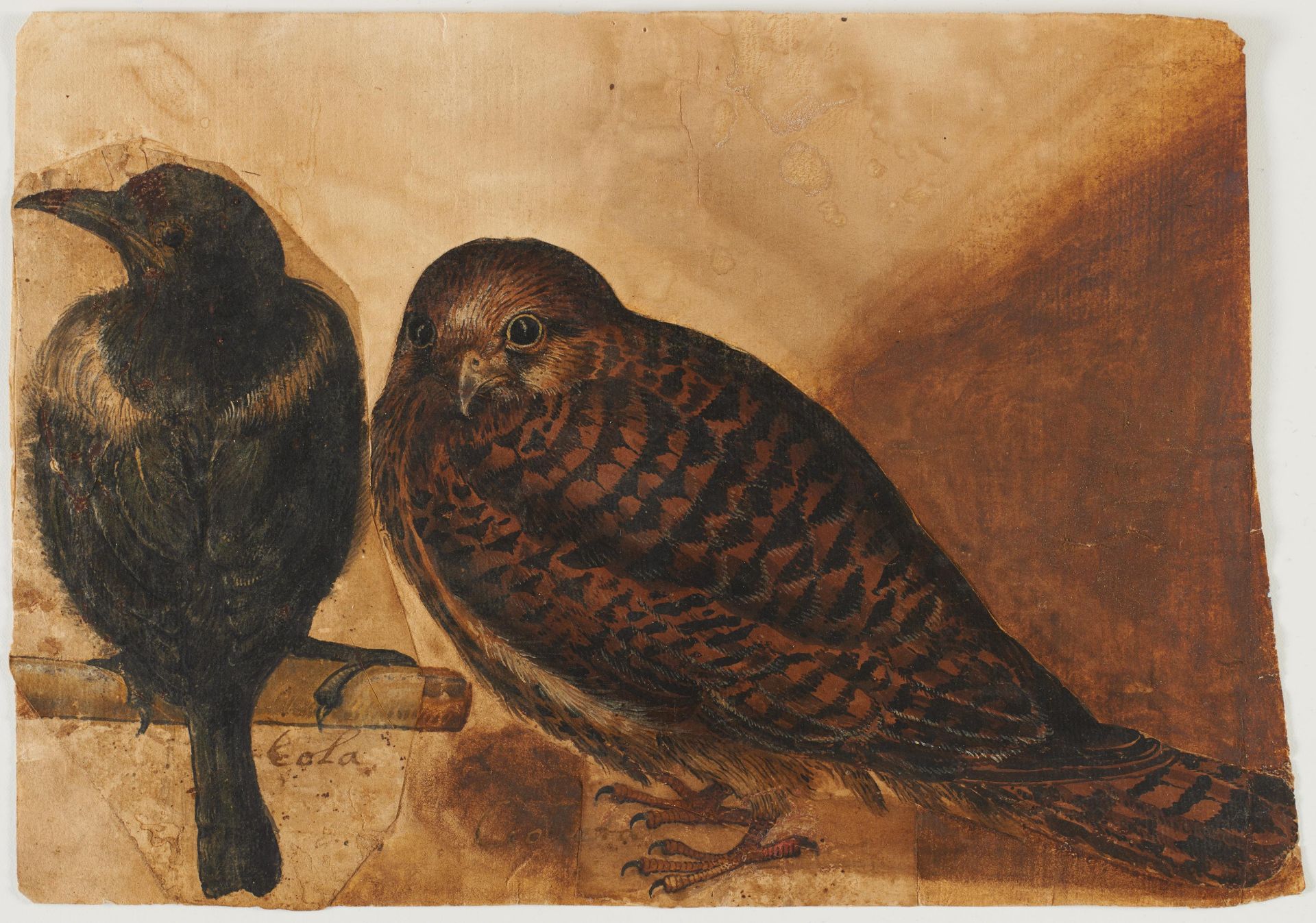 Italian School: A Kestrel and a Magpie - Image 2 of 3