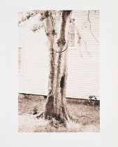 David Hammons: Money Tree (für Parkett 31)