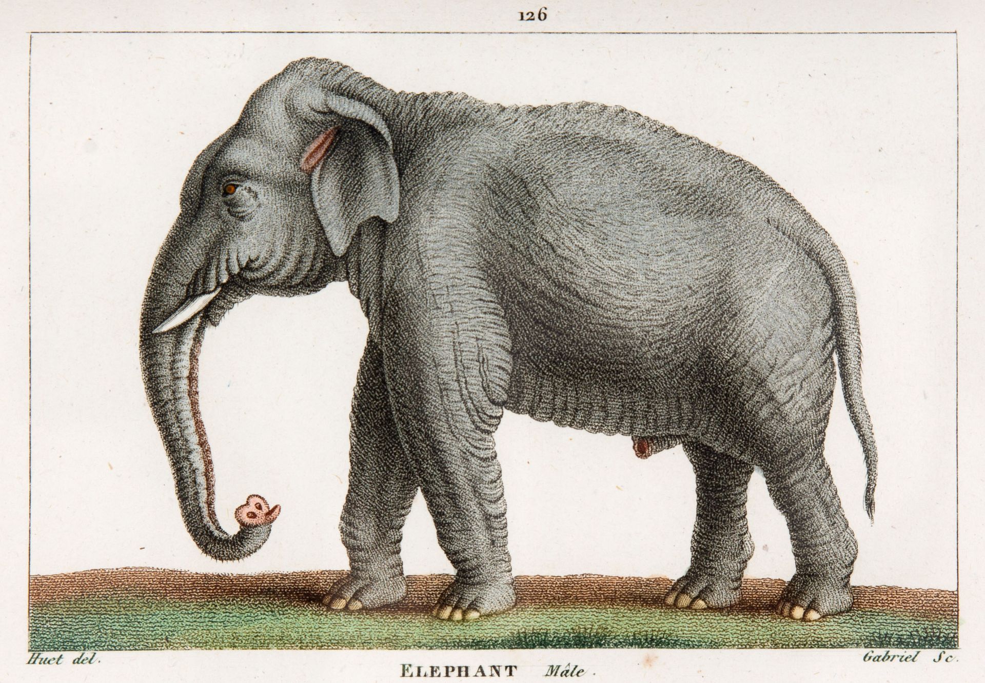 Buffon, Histoire naturelle générale et particulière. Nouv. ed. 126 Bde (ohne Bd. 62). Paris, 1798-18 - Bild 2 aus 5