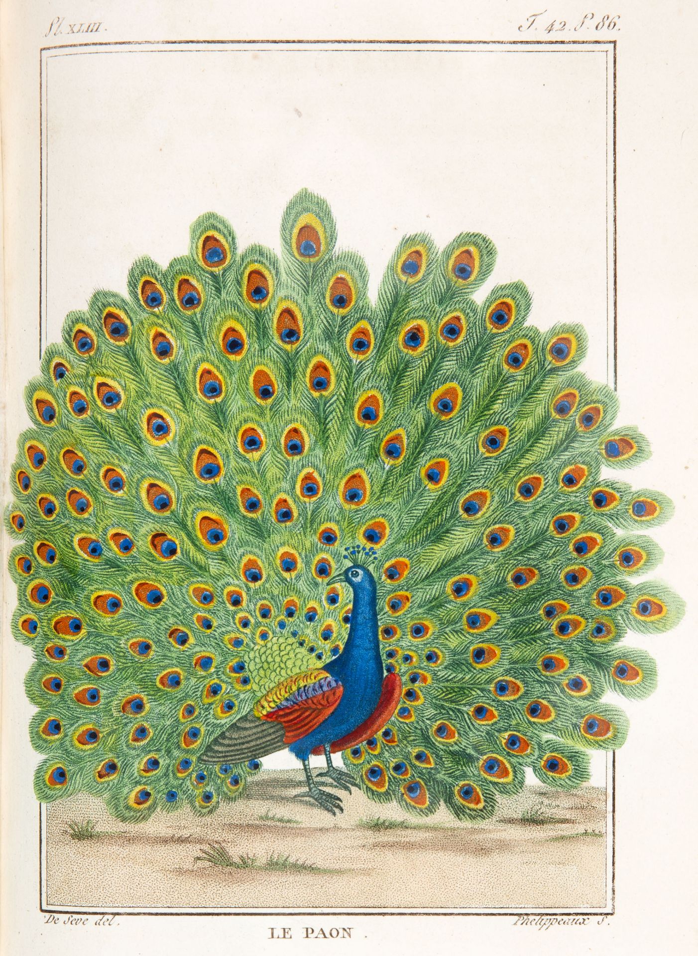 Buffon, Histoire naturelle générale et particulière. Nouv. ed. 126 Bde (ohne Bd. 62). Paris, 1798-18 - Bild 4 aus 5