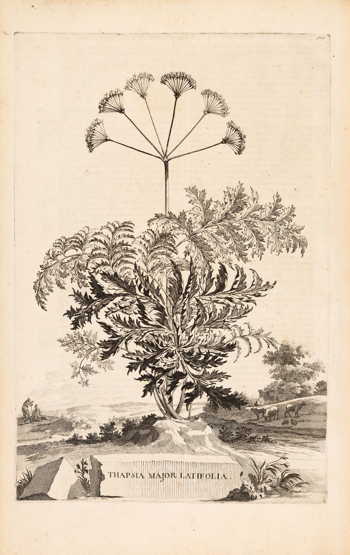 A. Munting, Naawkeurige Beschryving der Aardgewassen. 2 Bde. Leiden u. Utrecht 1696