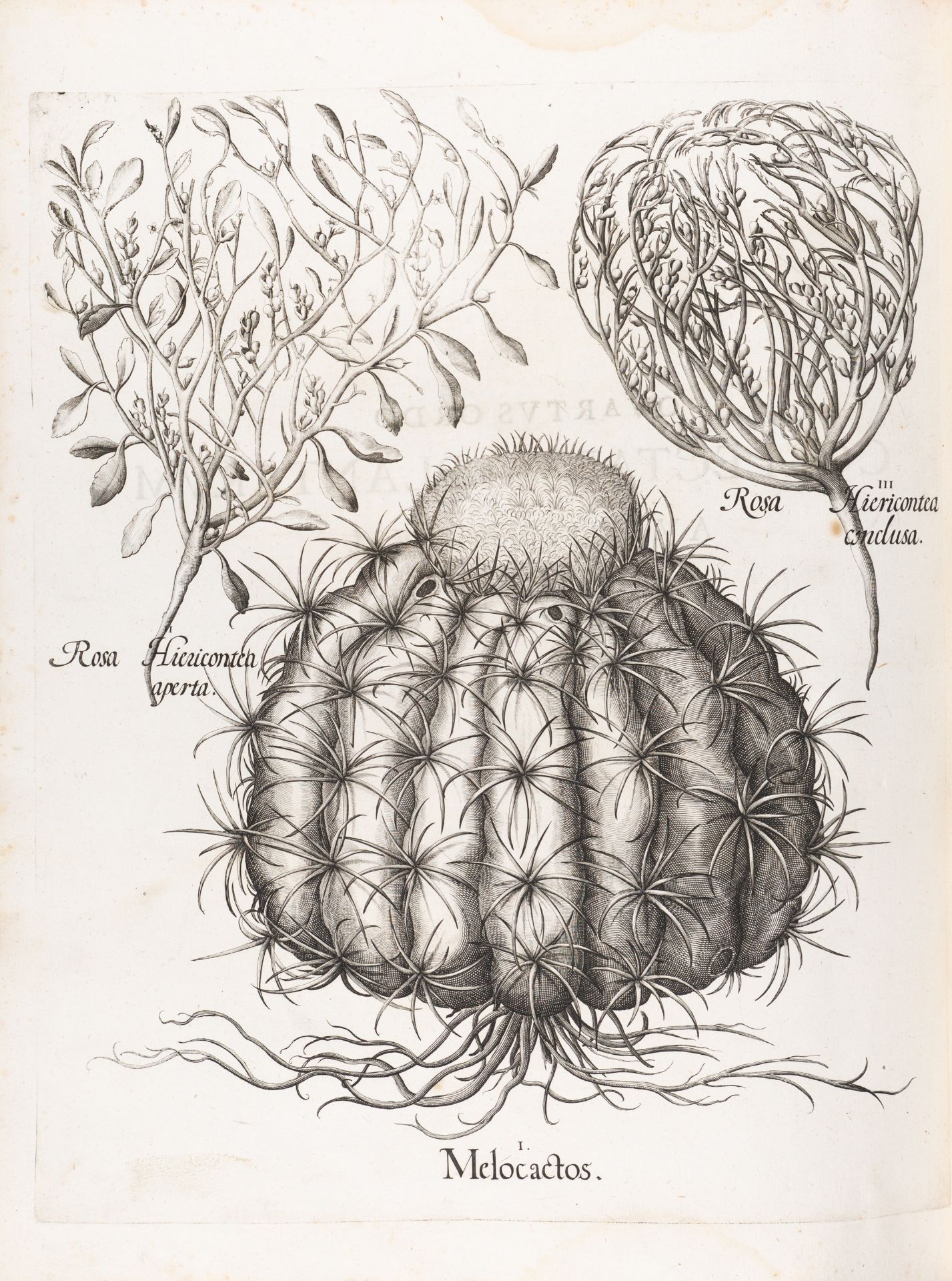 B. Besler, Hortus Eystettensis. Eichstätt 1613. - Bild 13 aus 14