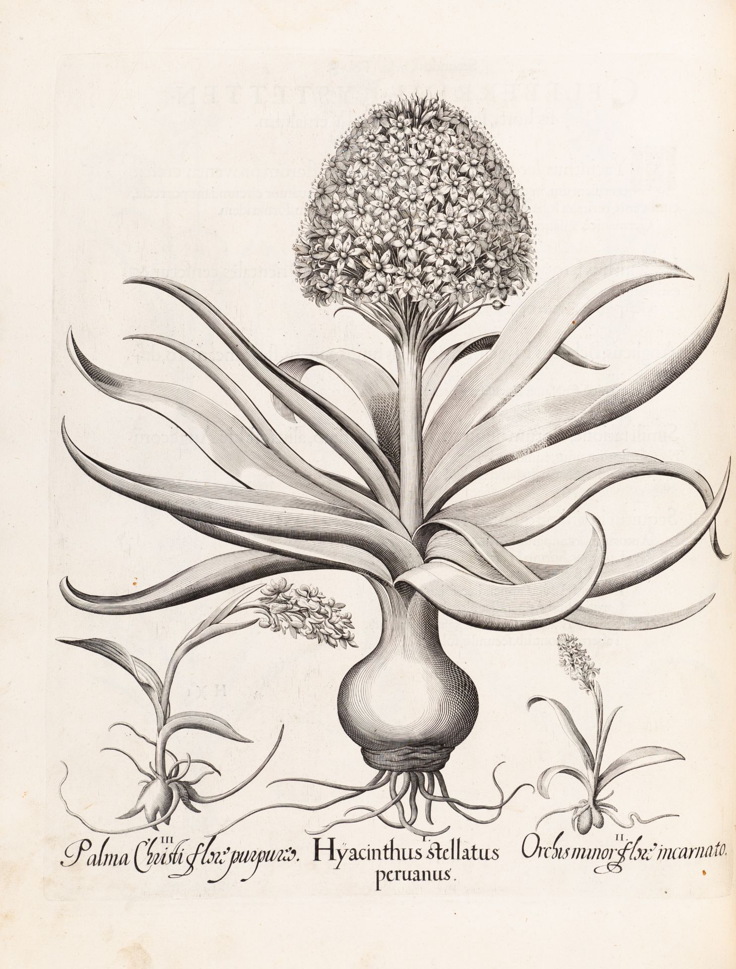 B. Besler, Hortus Eystettensis. Eichstätt 1613. - Bild 2 aus 14