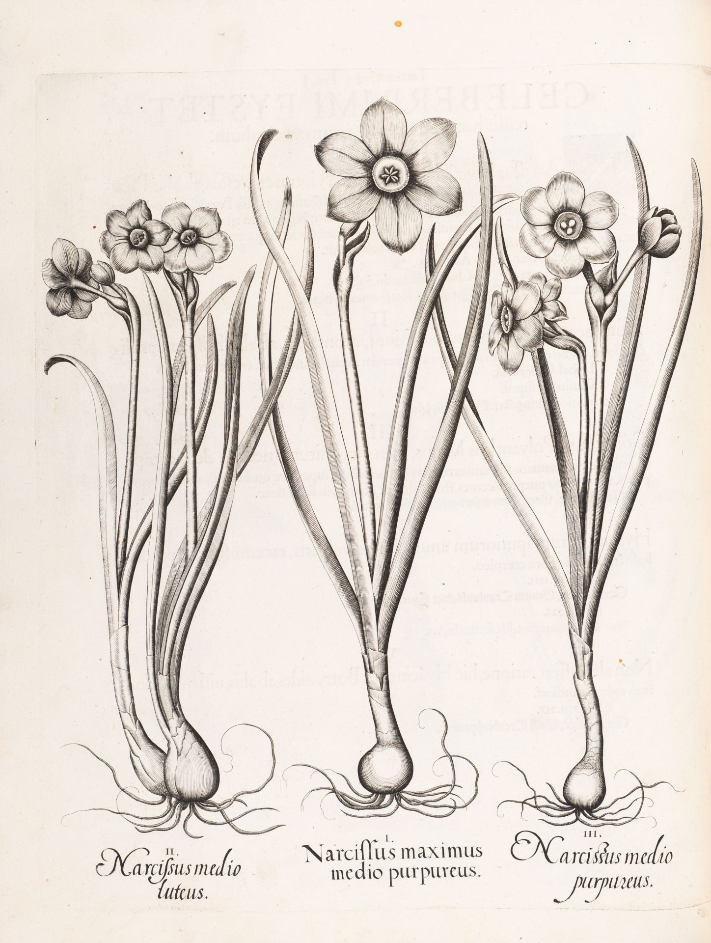 B. Besler, Hortus Eystettensis. Eichstätt 1613. - Bild 3 aus 14