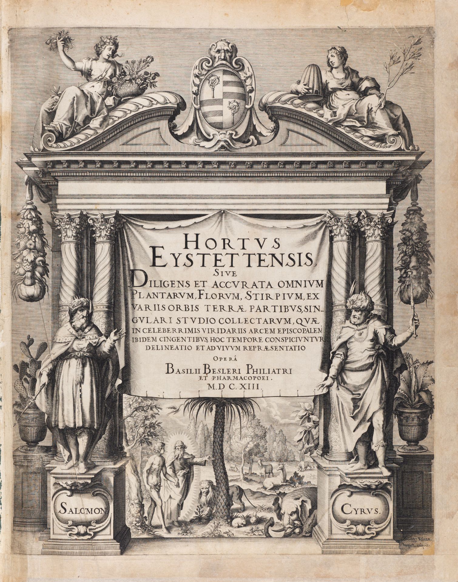 B. Besler, Hortus Eystettensis. Eichstätt 1613.