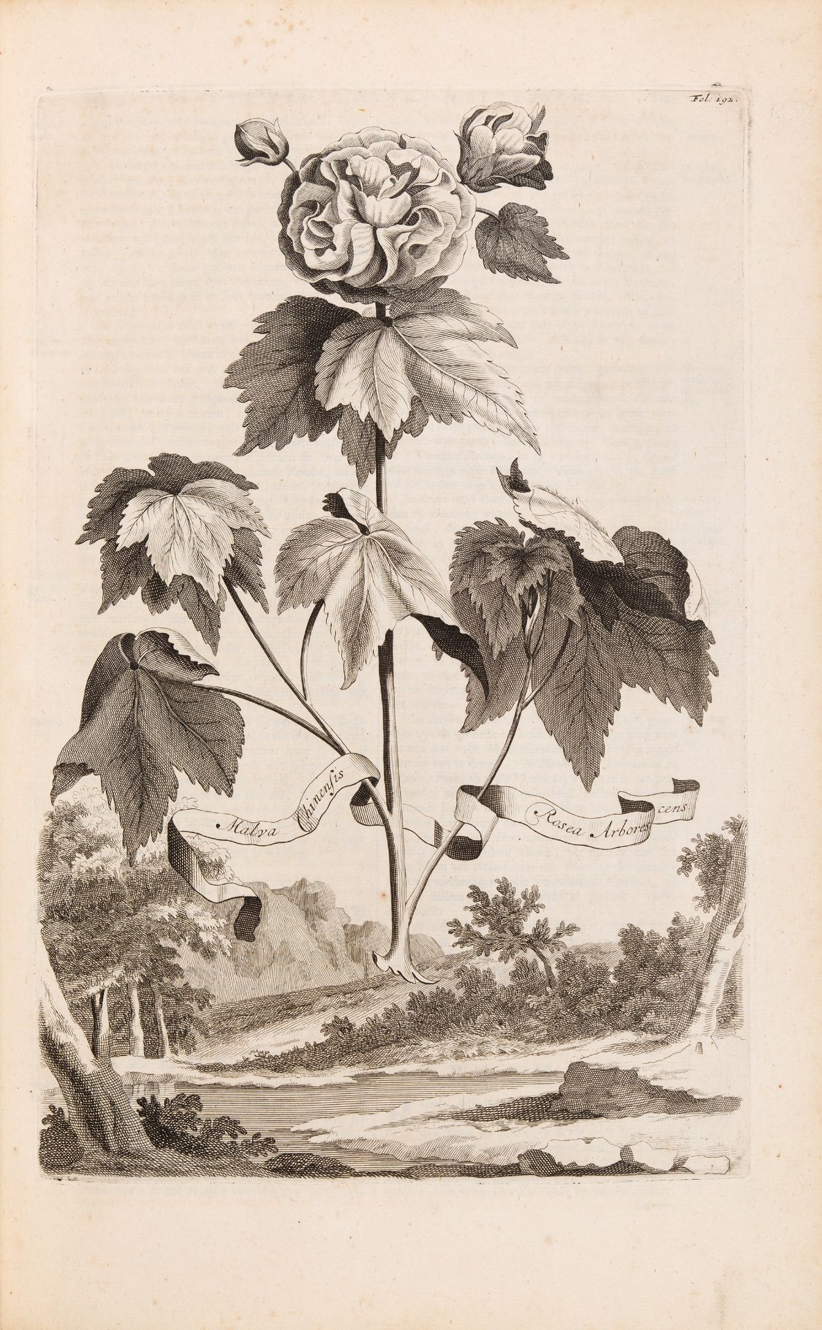 A. Munting, Naawkeurige Beschryving der Aardgewassen. 2 Bde. Leiden u. Utrecht 1696 - Bild 4 aus 8