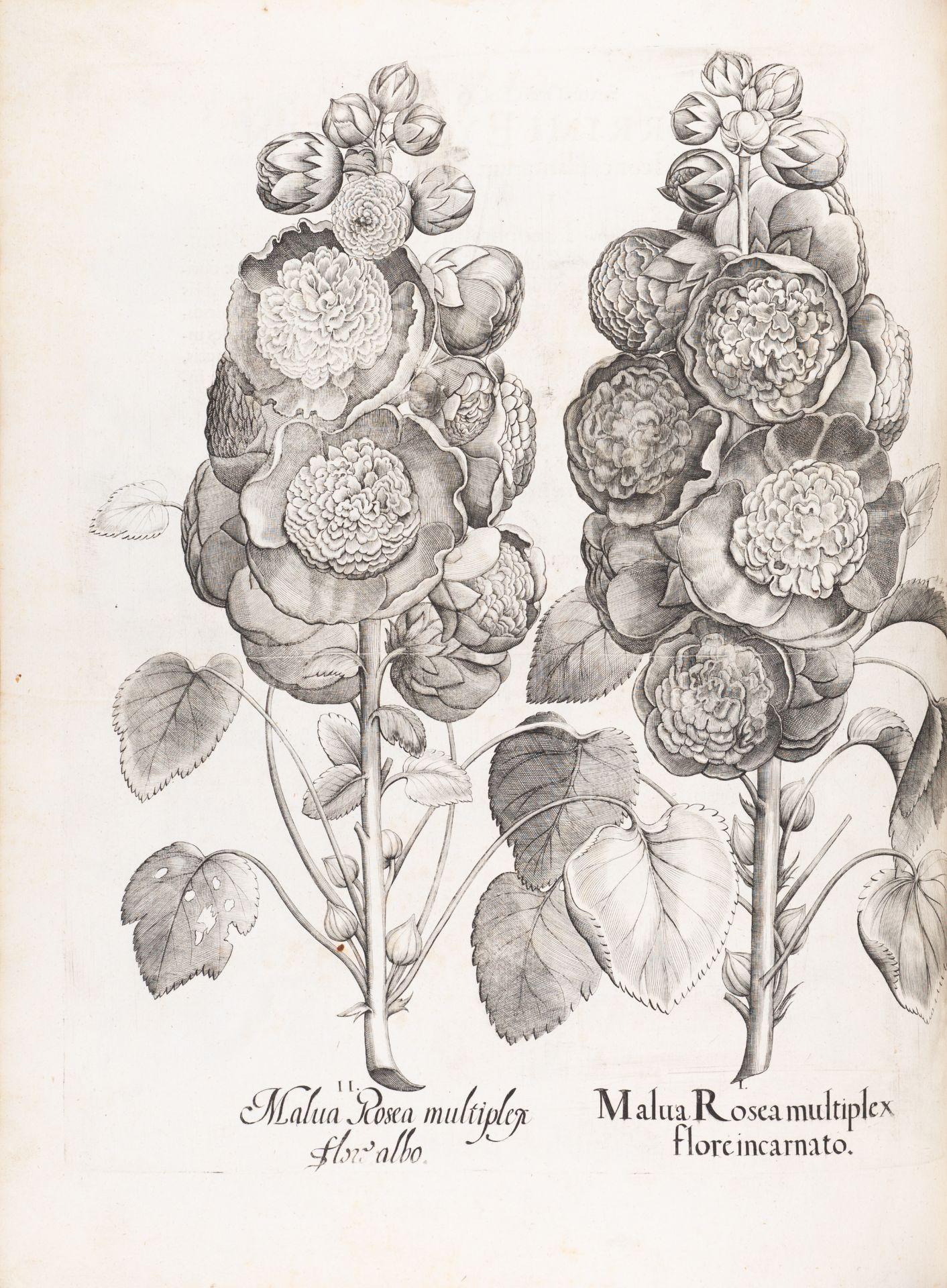 B. Besler, Hortus Eystettensis. Eichstätt 1613. - Bild 9 aus 14