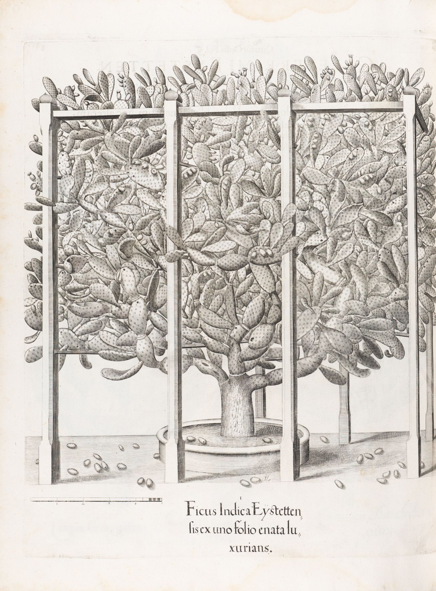 B. Besler, Hortus Eystettensis. Eichstätt 1613. - Bild 14 aus 14