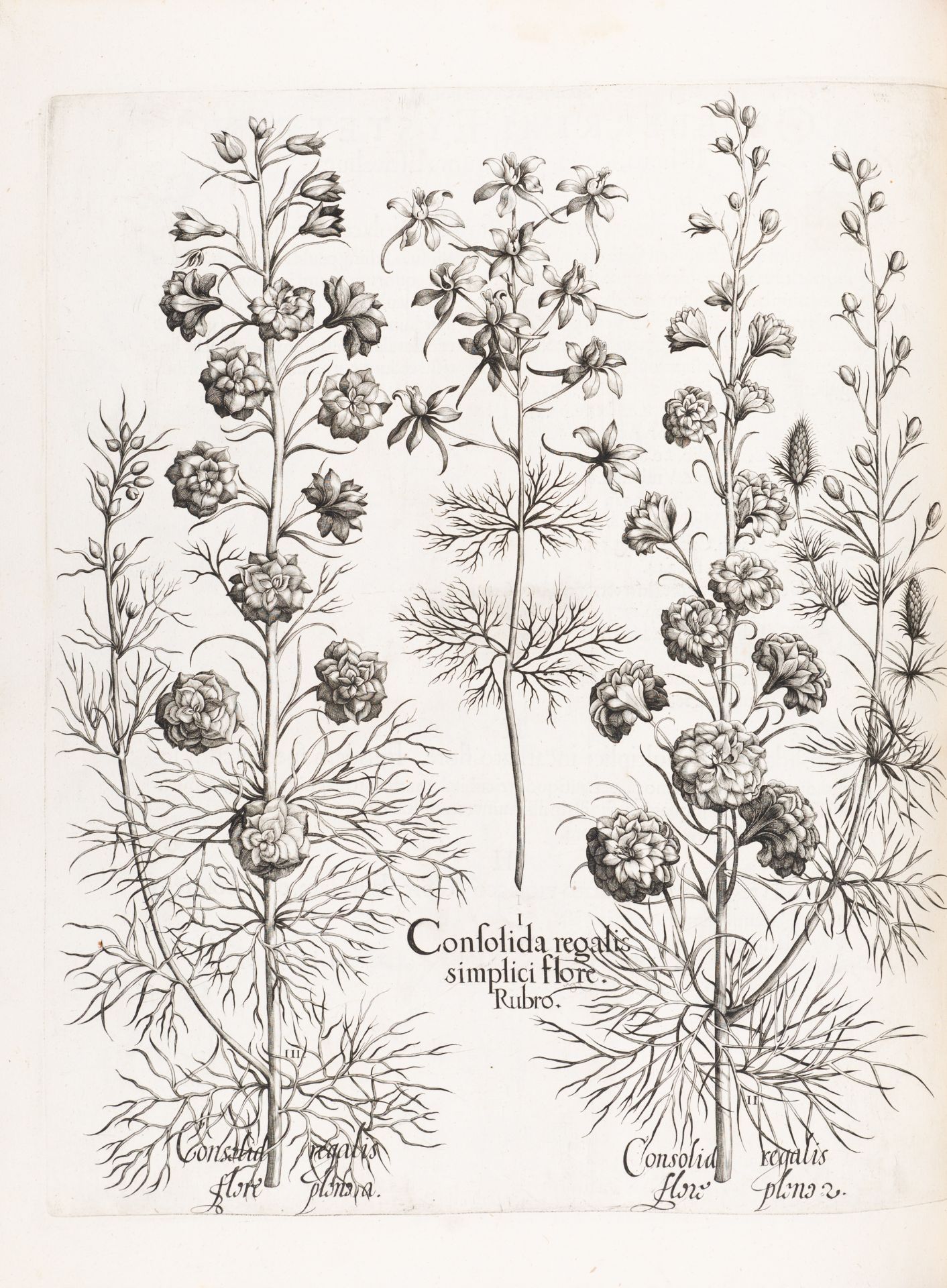B. Besler, Hortus Eystettensis. Eichstätt 1613. - Bild 6 aus 14