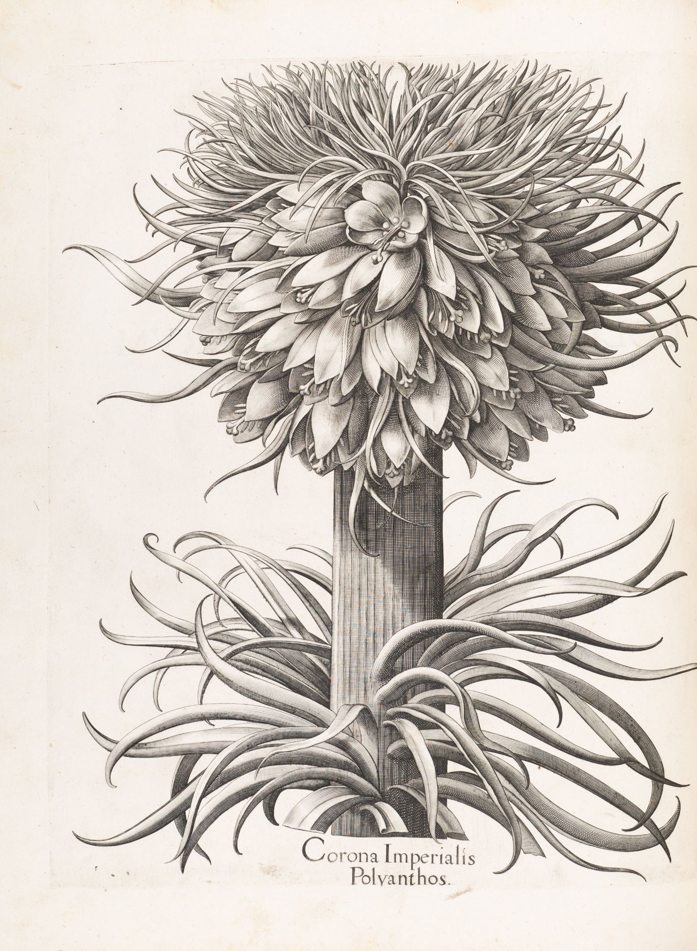 B. Besler, Hortus Eystettensis. Eichstätt 1613. - Bild 4 aus 14