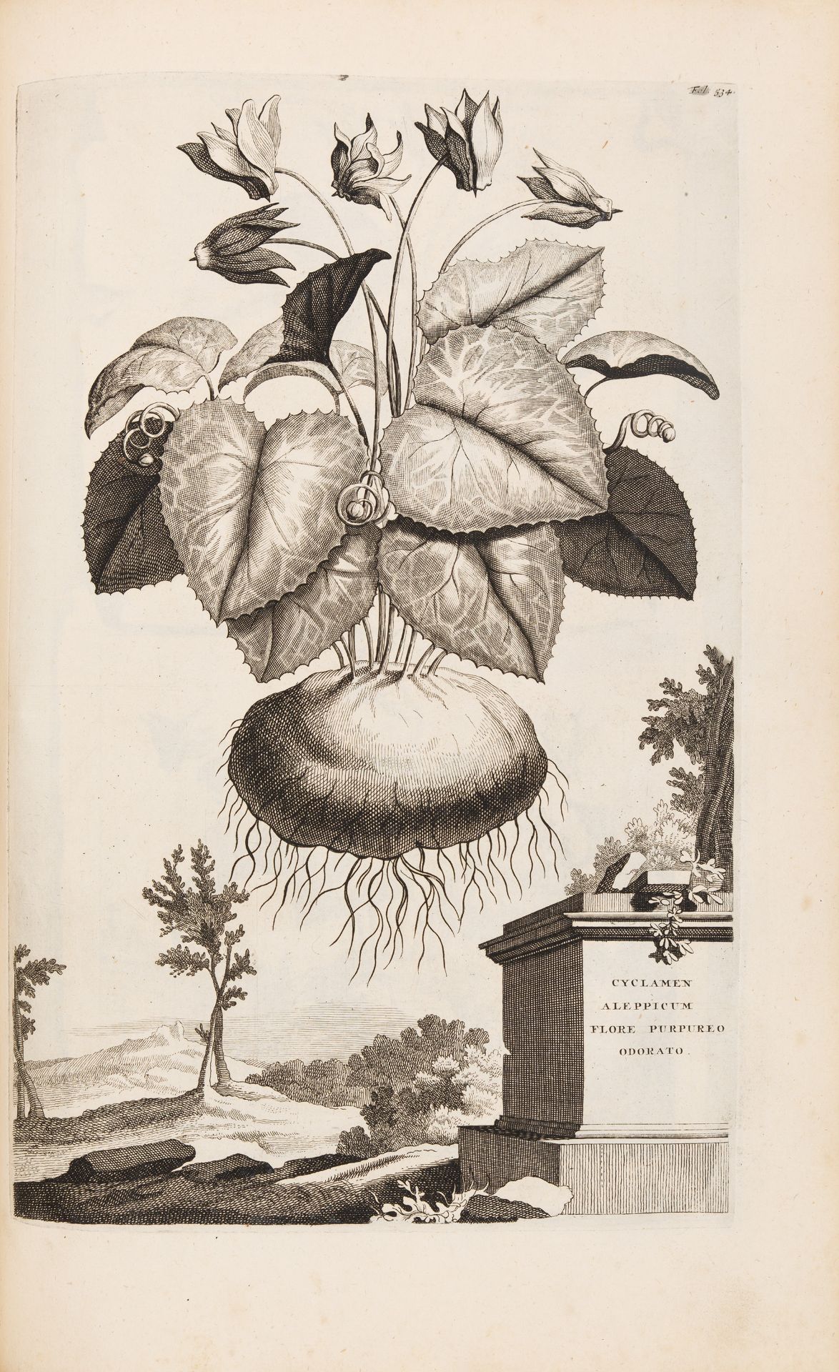 A. Munting, Naawkeurige Beschryving der Aardgewassen. 2 Bde. Leiden u. Utrecht 1696 - Bild 7 aus 8