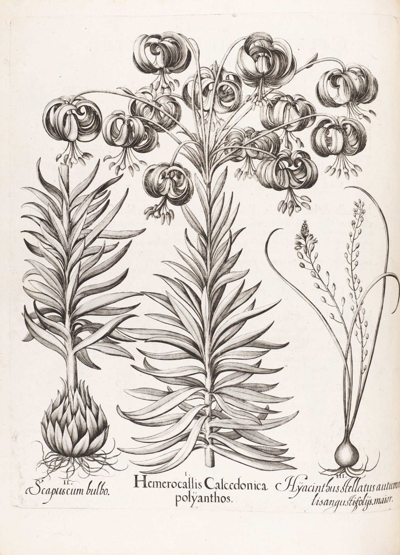 B. Besler, Hortus Eystettensis. Eichstätt 1613. - Bild 7 aus 14