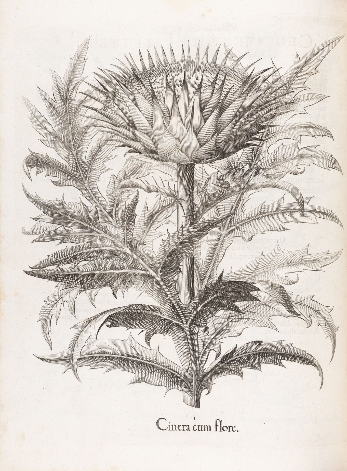 B. Besler, Hortus Eystettensis. Eichstätt 1613. - Bild 10 aus 14
