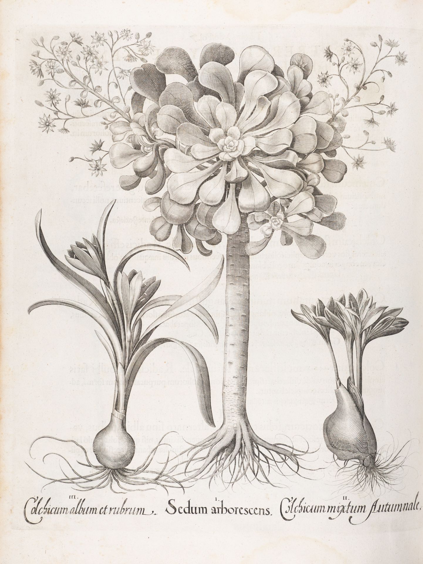 B. Besler, Hortus Eystettensis. Eichstätt 1613. - Bild 12 aus 14