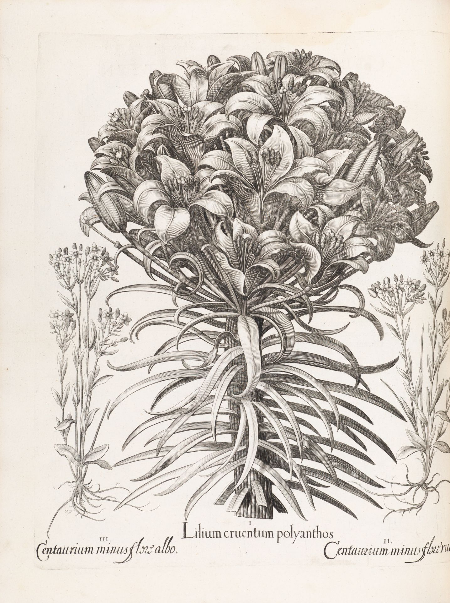 B. Besler, Hortus Eystettensis. Eichstätt 1613. - Bild 5 aus 14