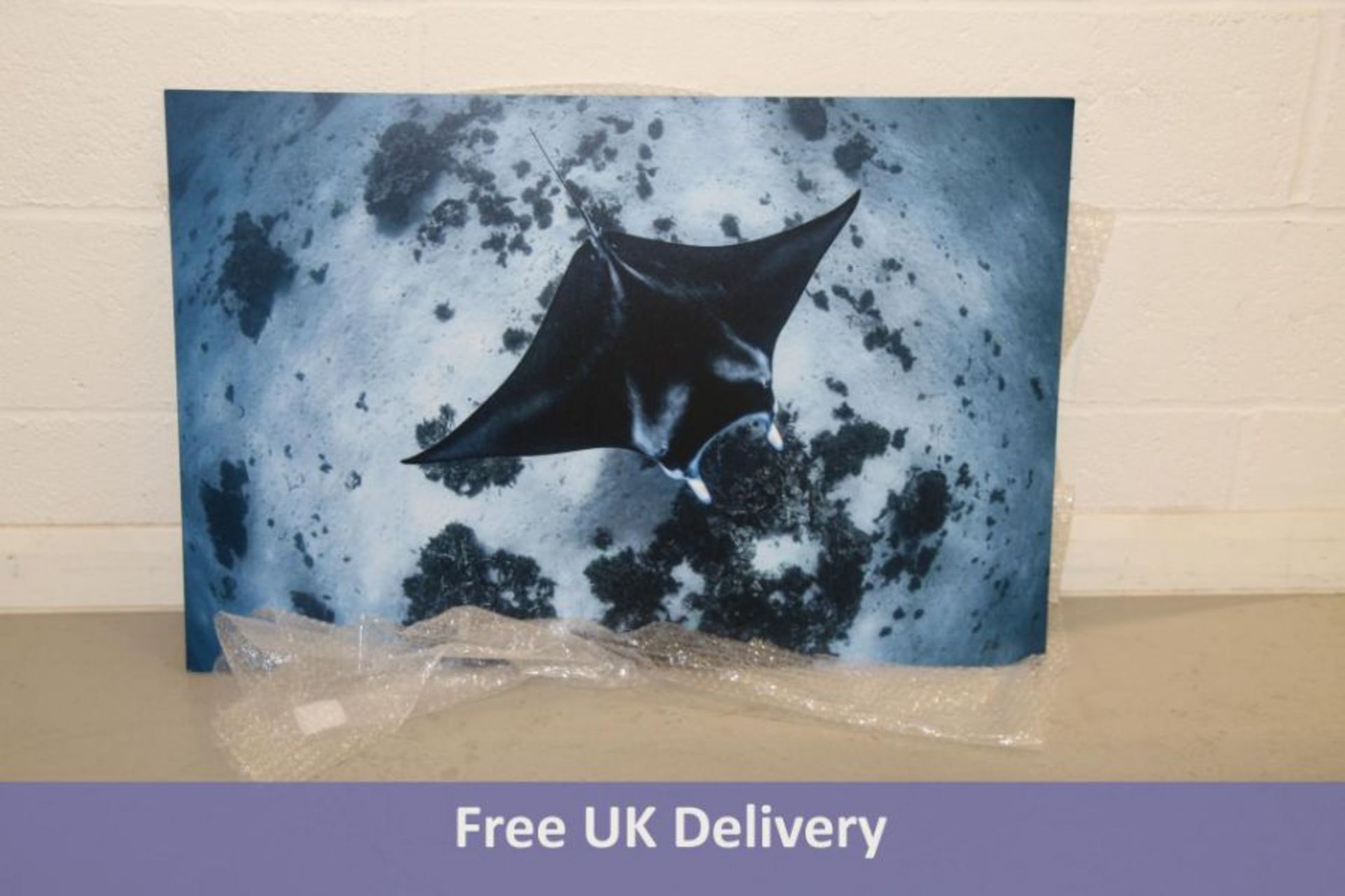 Acrylic Photo Print of Manta Ray, 90cm x 60cm