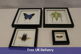 Four Taxidermy Artistry Framed Insects to include Malayan Jungle Nymph, Ulysses Butterfly, Giant Sta