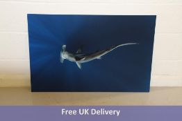 Acrylic Photo Print of Hammer Head Shark, 60cm x 90cm