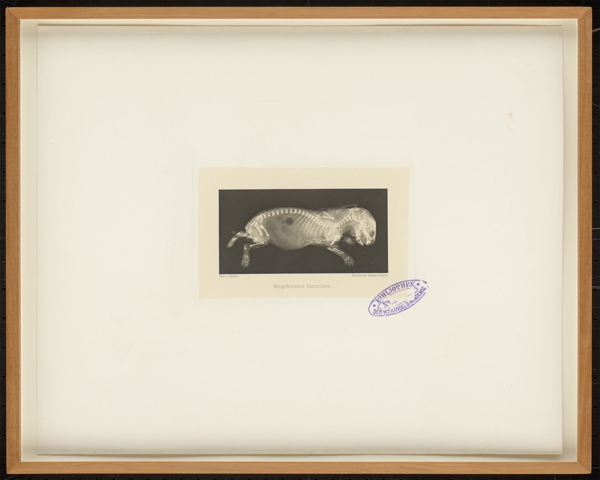 Josef Maria Eder u. Eduard Valenta. Portfolio „Versuche über die Photographie mittelst der Rö…. 1896 - Bild 30 aus 32