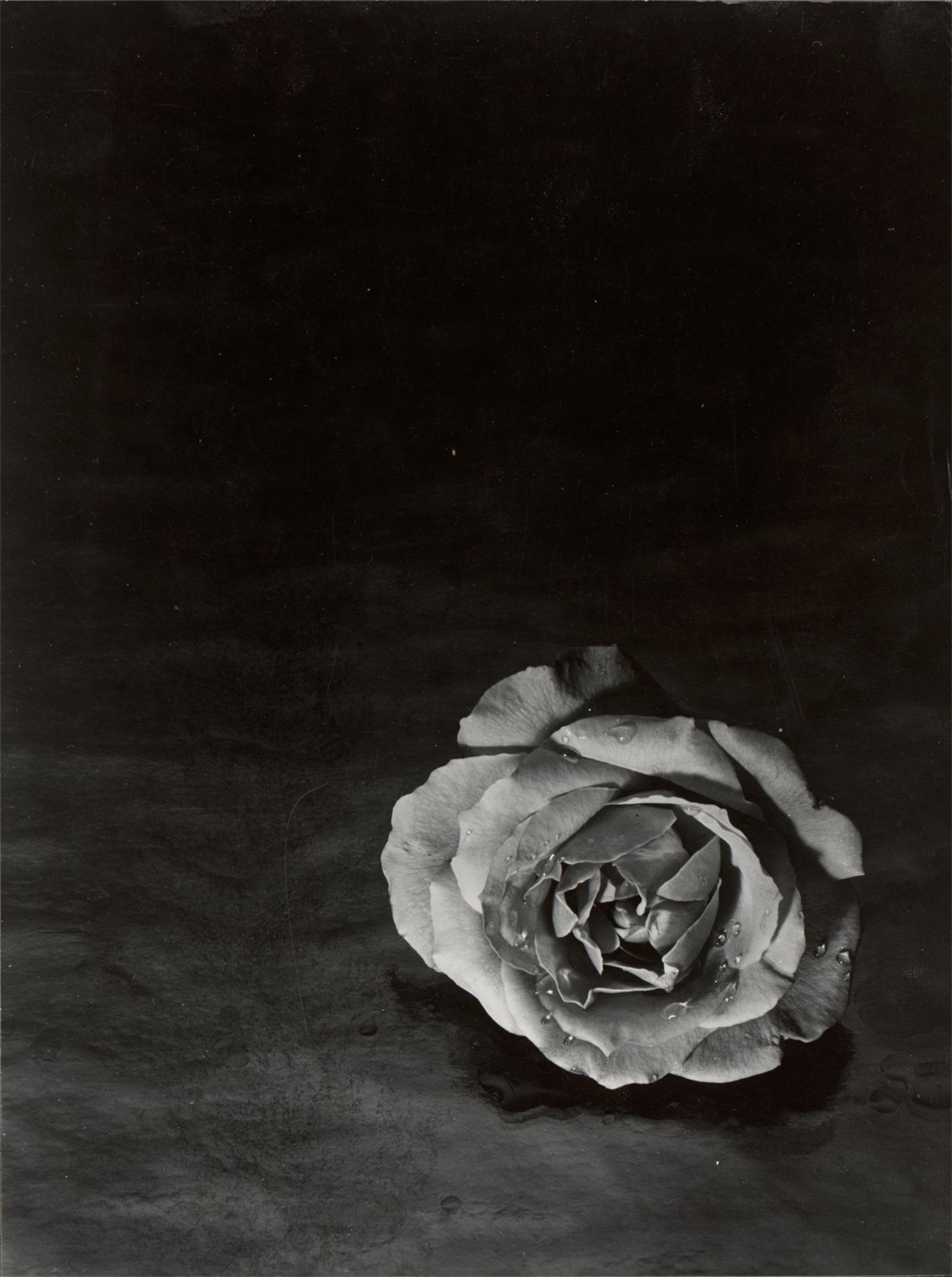 Adolf Lazi. Rose. 1952