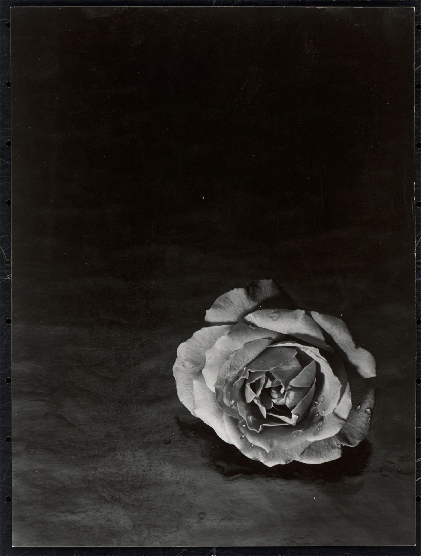 Adolf Lazi. Rose. 1952 - Bild 2 aus 4