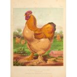 [AGRICULTURE] WRIGHT, Lewis. The illustrated book of poultry. London: Cassell, Petter & Galpin,