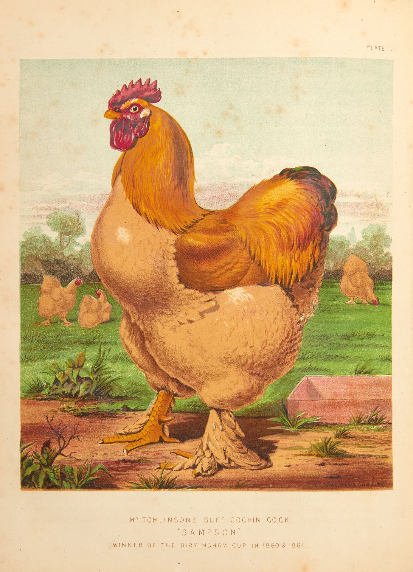 [AGRICULTURE] WRIGHT, Lewis. The illustrated book of poultry. London: Cassell, Petter & Galpin,