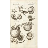 JONSTON, John (1603-1675). Dendrographias, sive histori? naturalis de arboribus et fruticibus tam