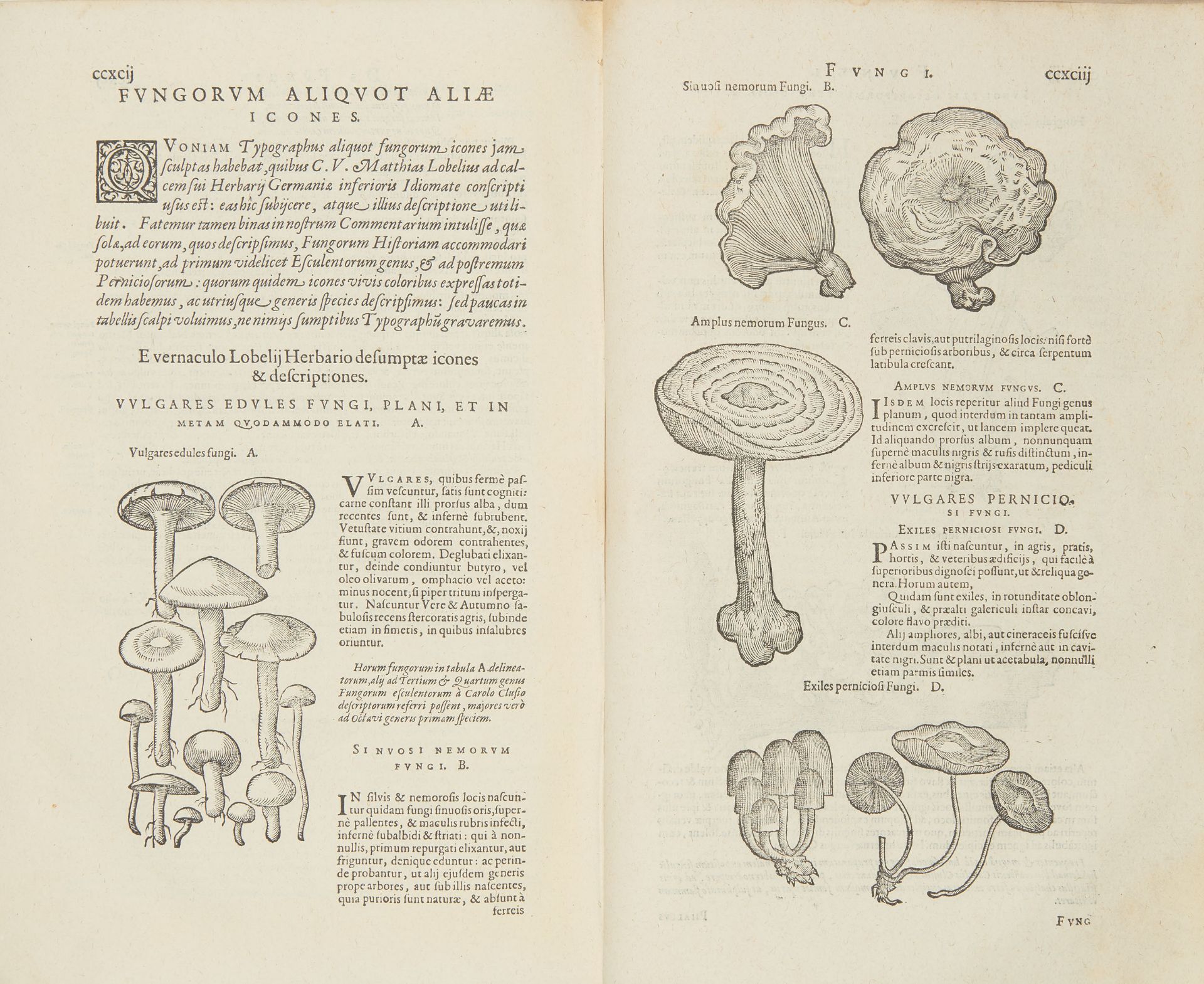 L'ECLUSE, Charles (1526-1609). Rariorum plantarum historia. Antwerp: Plantin, 1601. - Bild 2 aus 3
