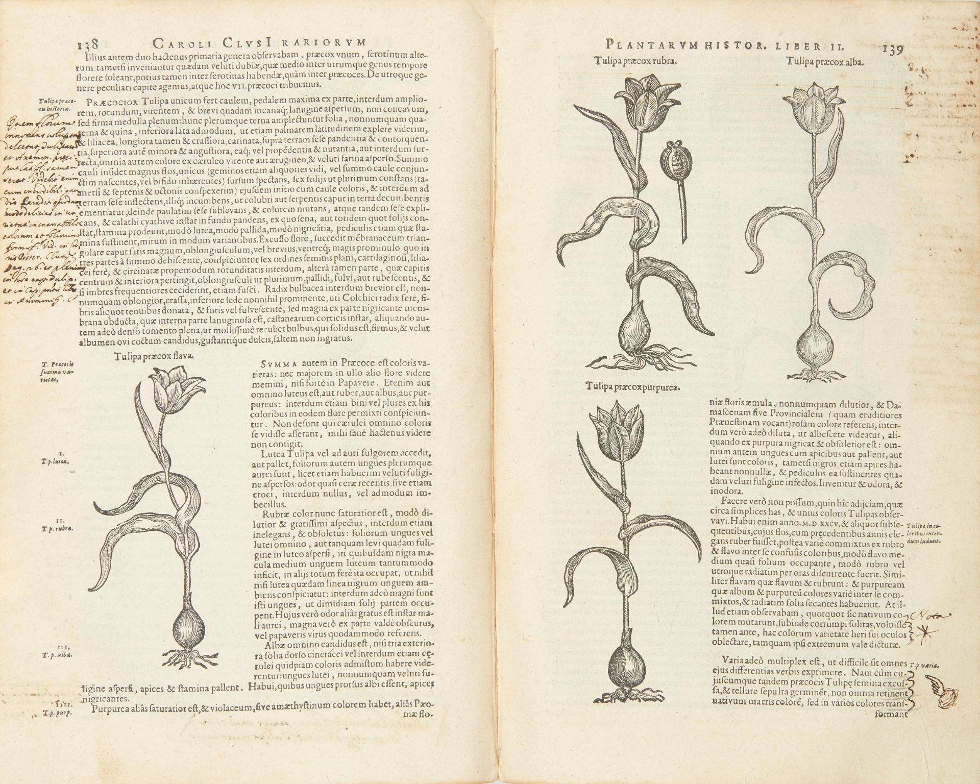 L'ECLUSE, Charles (1526-1609). Rariorum plantarum historia. Antwerp: Plantin, 1601.