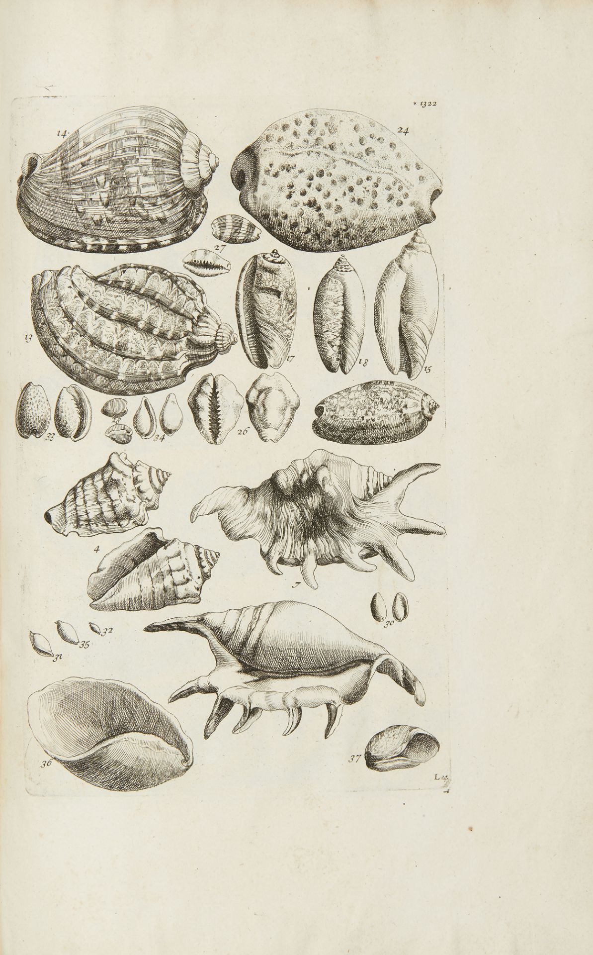 BARELLIER, Jacques (1606 - 1673). Plantae per Galliam, Hispaniam et Italiam observatae. Paris: - Image 3 of 3