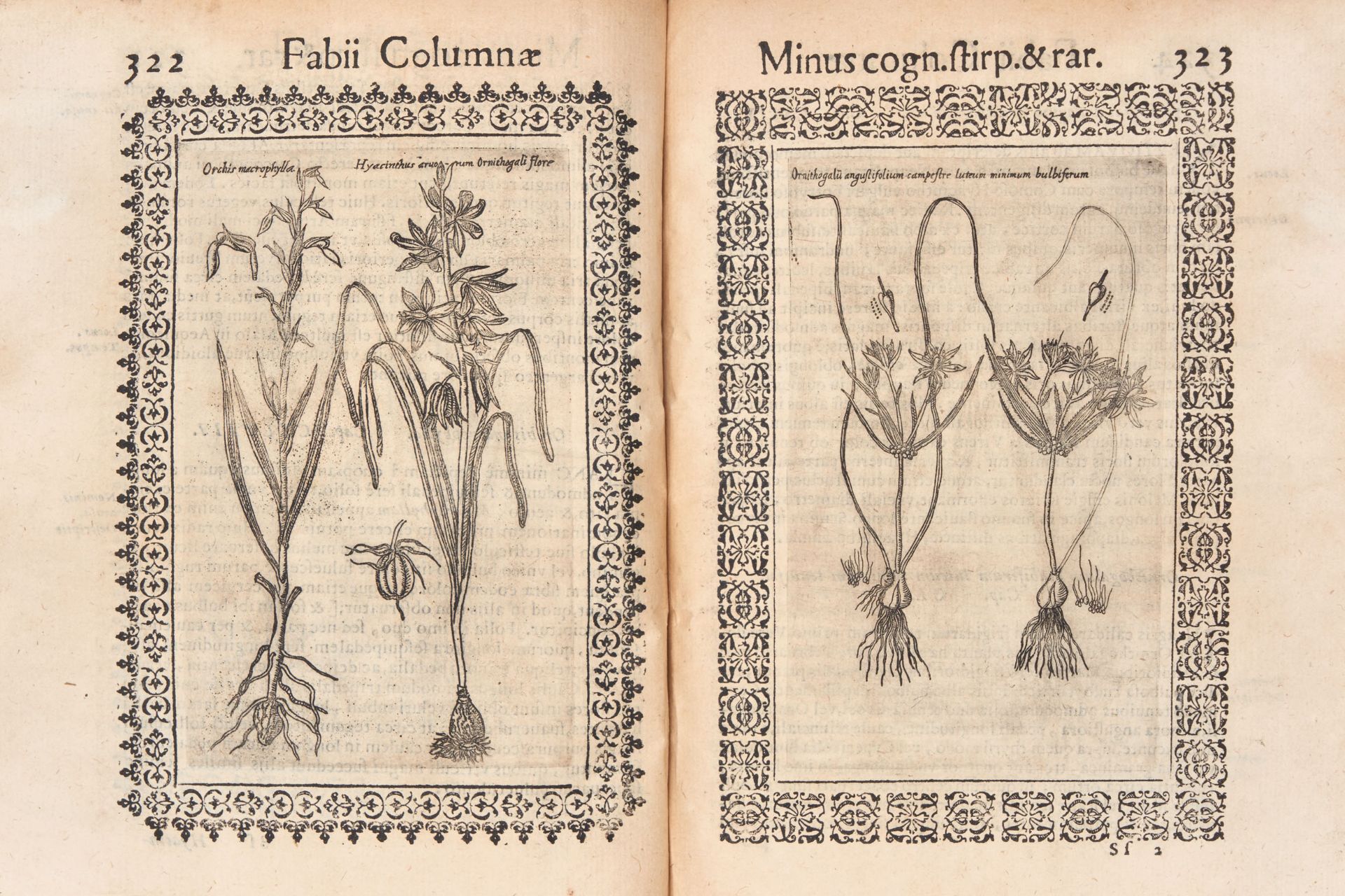 COLONNA, Fabio (1567-1640). Minus cognitarum rariorumque nostro coelo orientium stirpium Ekphrasis.