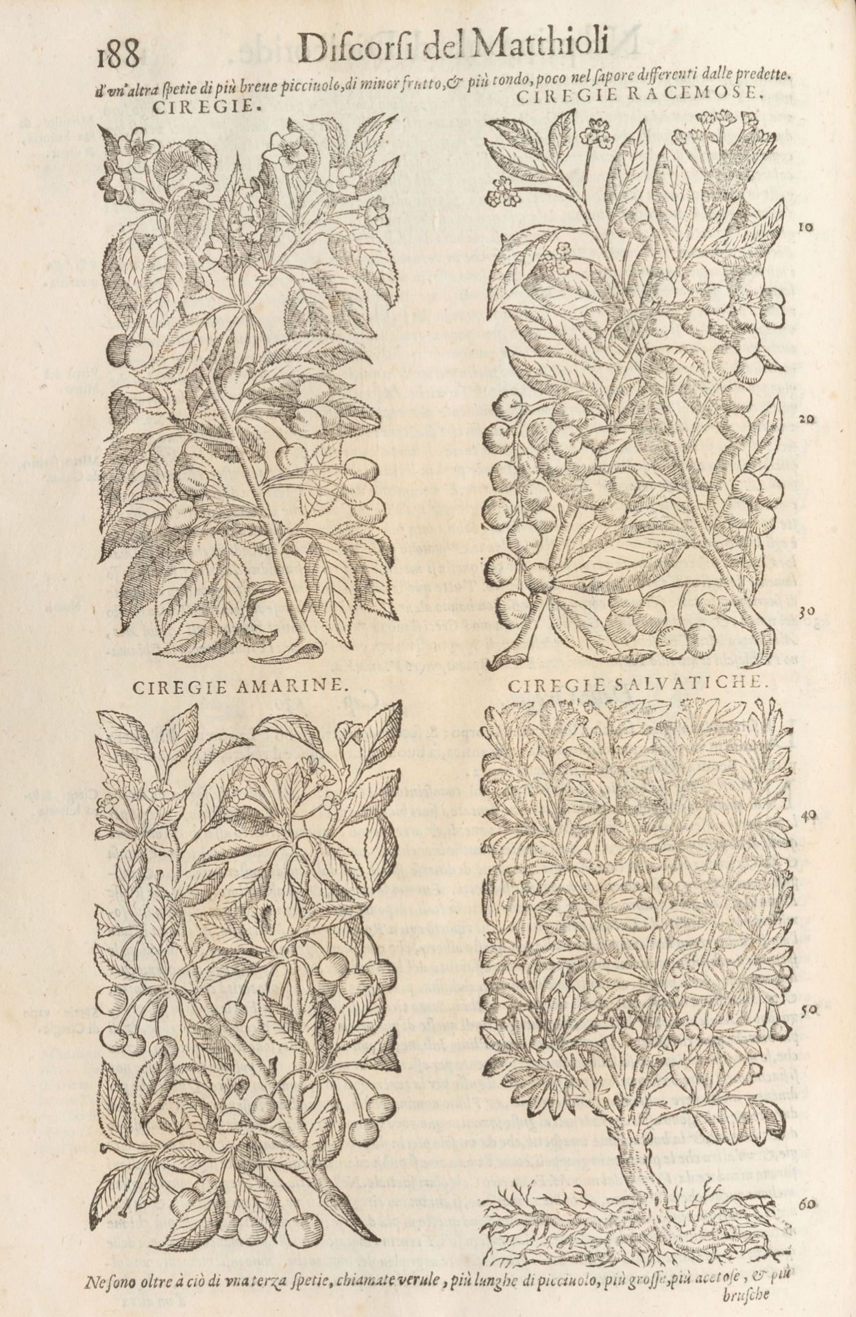 MATTIOLI, Pietro Andrea (1501-1577). I discorsi di M. Pietro Andrea Matthioli Sanese. Venice: - Image 5 of 6