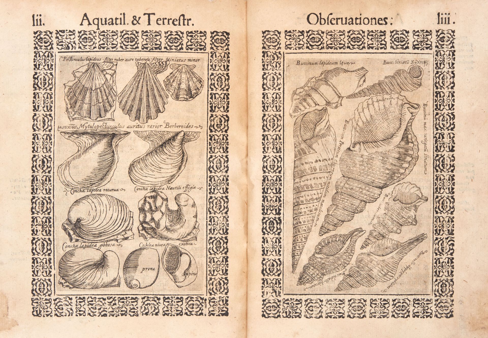 COLONNA, Fabio (1567-1640). Minus cognitarum rariorumque nostro coelo orientium stirpium Ekphrasis. - Bild 3 aus 5