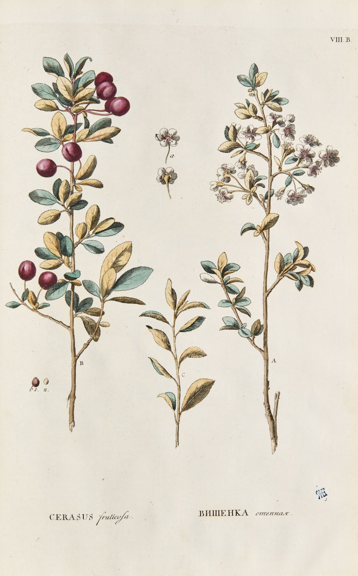 PALLAS, Peter Simon (1741-1811). Flora rossica seu stirpium imperii rossici per Europam et Asiam - Image 4 of 6
