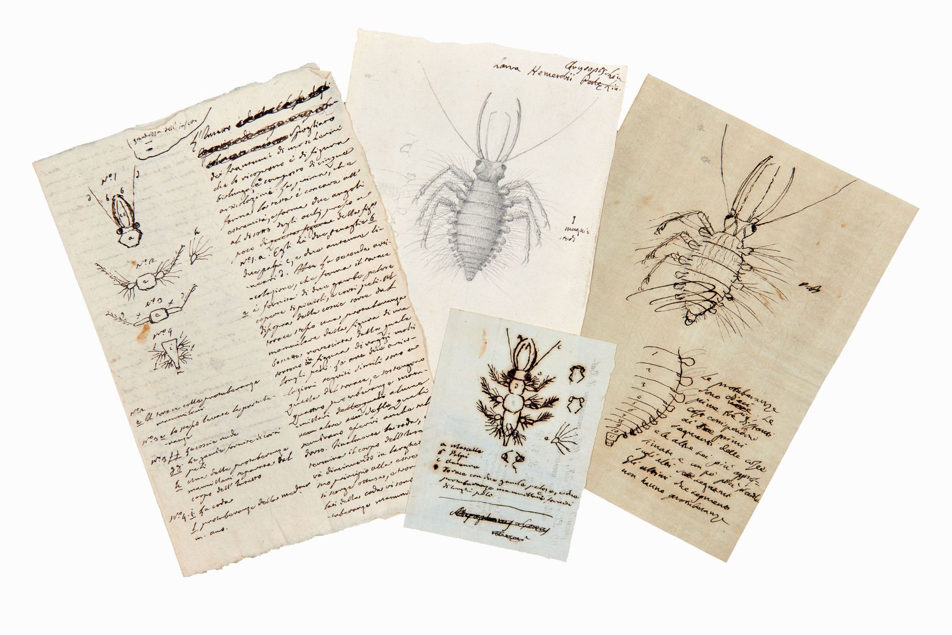 [ENTOMOLOGY]. Study of an insect belonging to the Hemerobiidae family. Italy [18th-19th century].