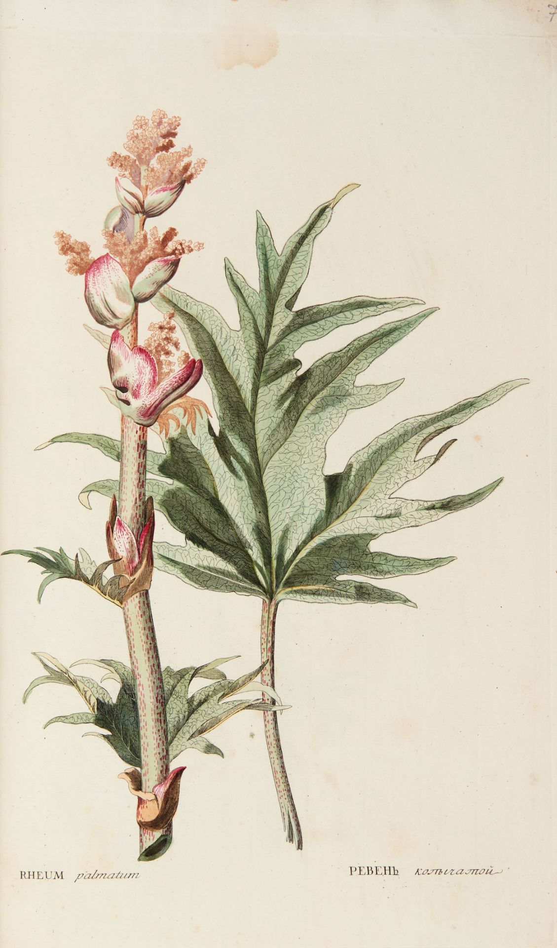 PALLAS, Peter Simon (1741-1811). Flora rossica seu stirpium imperii rossici per Europam et Asiam - Image 3 of 6
